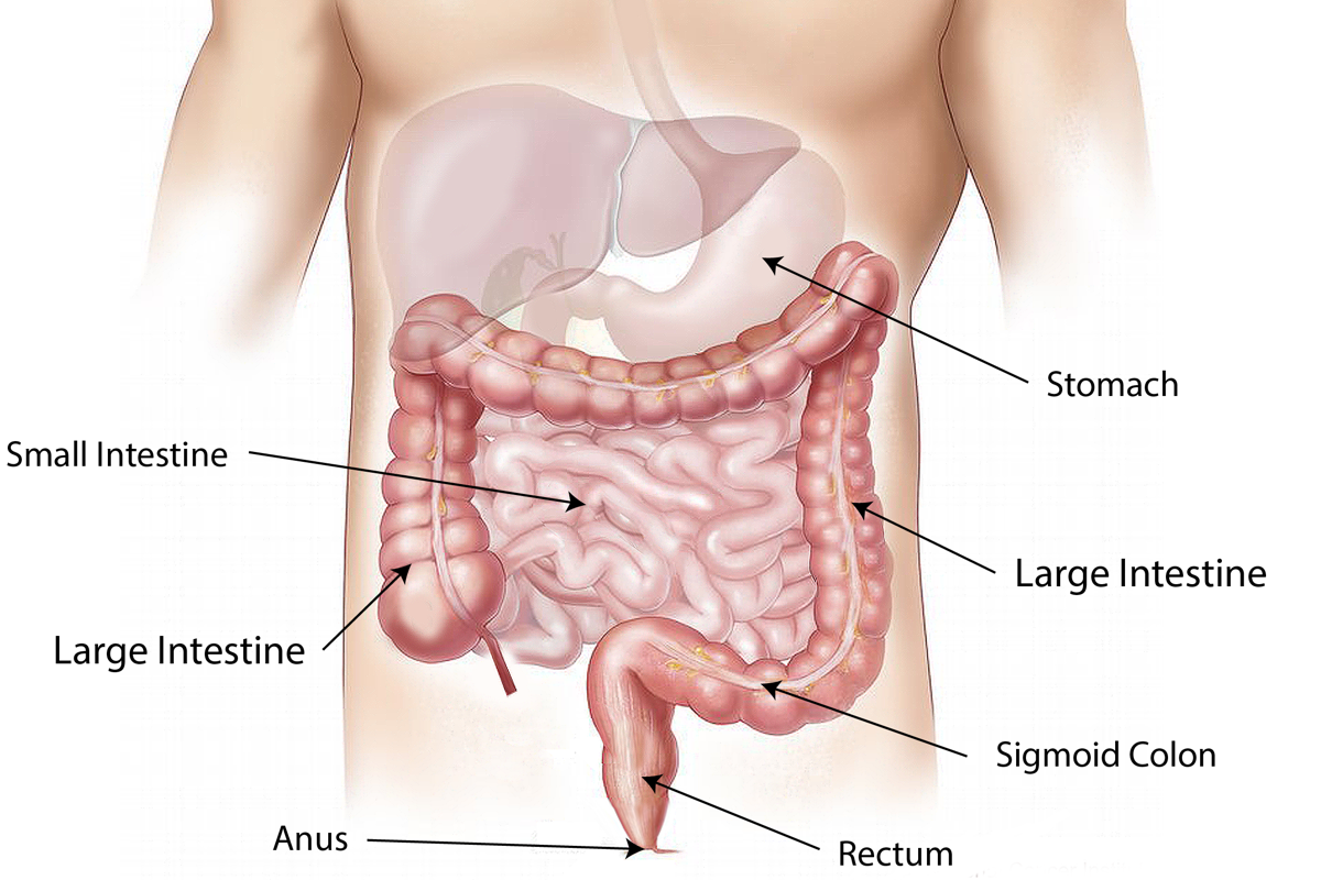 Cơ chế tác dụng của betaine đối với cơ thể người