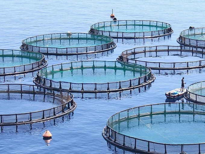 Ứng dụng của betaine trong thức ăn thủy sản (Tốt cho sức khỏe)