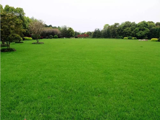 Ứng dụng Betaine trong thực vật (Tốt cho sức khỏe)