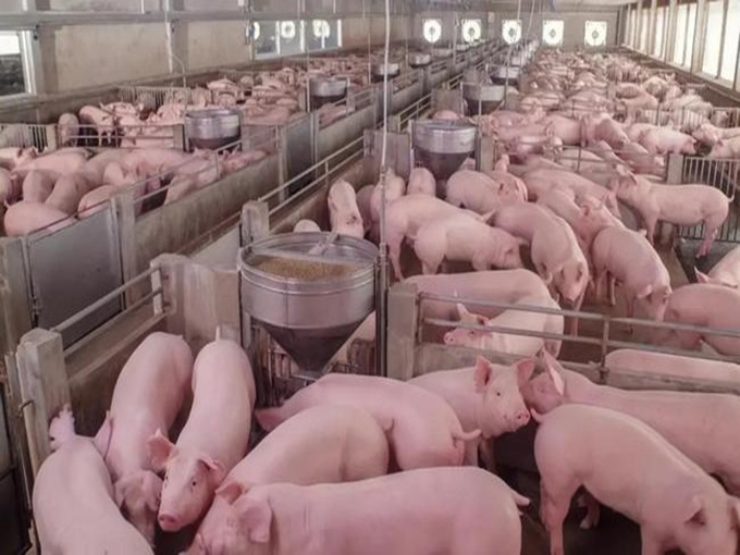 VIỆC SỬ DỤNG BETAINE TRONG HEO HEO, HEO NUÔI VÀ NUÔI HEO
