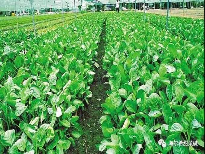 Kiến thức cơ bản về betaine