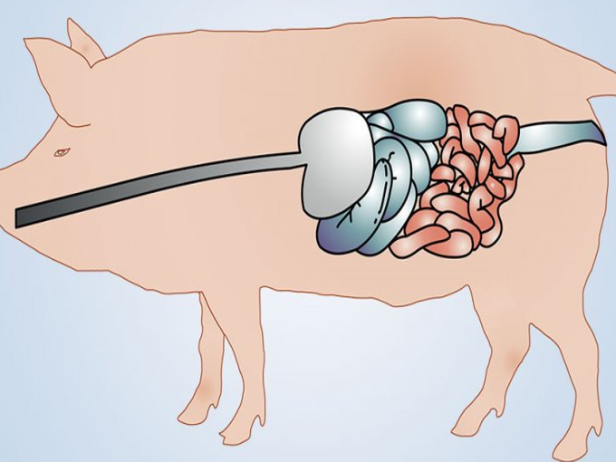 Betaine có lợi như thế nào đối với ruột lợn