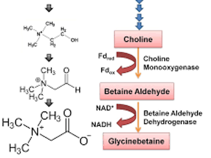 Betaine làm giảm phản ứng căng thẳng