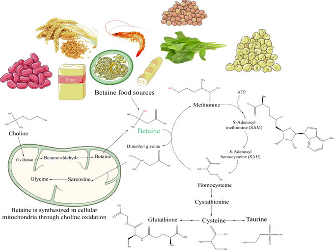 Cơ chế của betaine (Tốt cho sức khỏe)