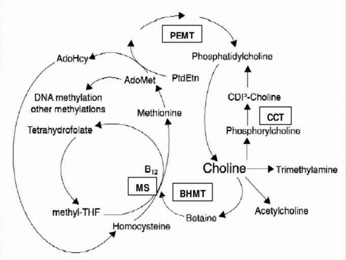 Mối quan hệ giữa betaine và vitamin (Tốt cho sức khỏe)